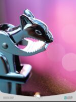 سنجاب گردوشکن Squirrel nutcracker - Image 6